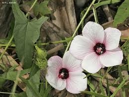 Image result for Abelmoschus