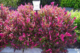 Trial Garden Young S Plant Farm