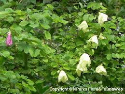 Image result for Bauhinia tomentosa
