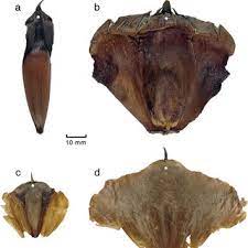 It is not unusual for him to be working on a stradivarius or a guarneri someone sat on. Araucaria Seed Cone Scales Of Extant Species A A Araucana Monkey Download Scientific Diagram