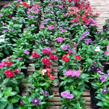 Cara budidaya vinca (tutorial lengkap). Harga Bunga Vinca Terbaik Taman Perlengkapan Rumah Agustus 2021 Shopee Indonesia