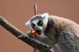They will start having some. Maki Affe Katta Primas Tier Tiere Natur Fauna Saugetier Allatportre Behaart Pikist
