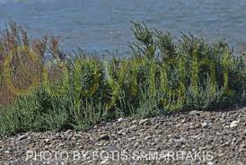 Image result for Suaeda articulata