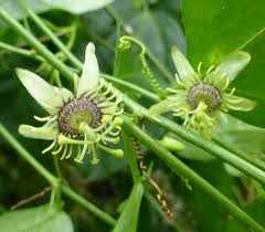 Image result for Passiflora suberosa