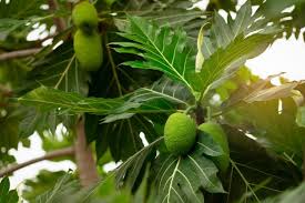 Daun yang bisa dimanfaatkan sebagai obat herbal alami, yang dipercaya ampuh untuk mengataasi berbagai macam penyakit. 17 Manfaat Daun Sukun Efektif Melancarkan Asi Hingga Mencegah Kanker Orami