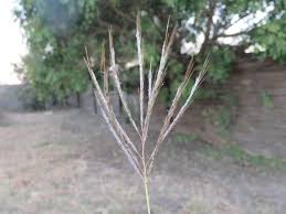 Image result for Bothriochloa