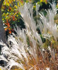 Image result for Miscanthus violaceus