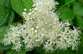 I fiori, bianchi, sono molto profumati, le foglie piccole e sempreverdi. Fiorellini Bianchi I Piu Usati Dal Bouquet Al Giardino