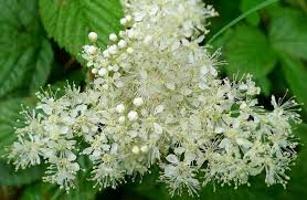 We did not find results for: Fiorellini Bianchi I Piu Usati Dal Bouquet Al Giardino
