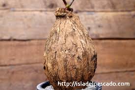 Image result for Dolichos kilimandscharicus