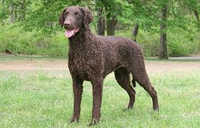 However, it has been linked to some extinct water spaniels of english descent and even poodles, however, the exotic breed made its debut appearance in 1860 in a show ring. Curly Coated Retriever Breed Information