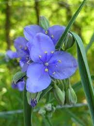 A plant is considered native if it has occurred naturally in a particular region or ecosystem without human introduction. 97 Native Missouri Plants Ideas Plants Native Plants Perennials