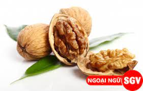 Hạt Oc Cho Tiếng Anh La Gi