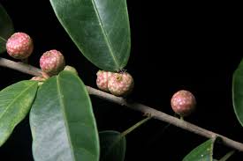 Image result for Ficus scassellatii