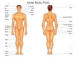 Back body parts blainemccoll club. Pin On Human Anatomy Organs
