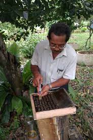Karena memang tujuan untuk beternak kelulut adalah mendapatkan madunya. Meliponikultur Wikipedia Bahasa Melayu Ensiklopedia Bebas