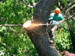 When hiring, look for a tree trimming business nearby that is within your area. The Advantages Of Hiring Tree Services For Your Home