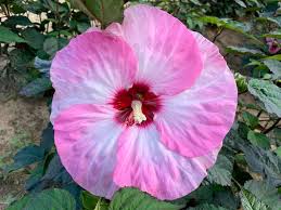 Image result for Hibiscus noldeae