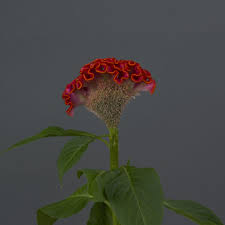 Image result for Celosia nervosa
