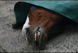 Another Dead Horse At Santa Anita That S 28 Since Christmas Horseracing Wrongs