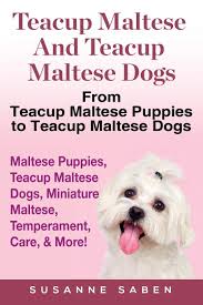 Happy teacup homes are having amazing teacup maltese puppies for sale. 77 Maltese Puppy Price In Mumbai L2sanpiero
