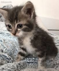 Pin By Silo On Chaton Trop Mignon Baby Cats Cute Cats And Kittens Baby Kittens