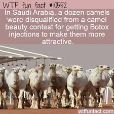 Fact 1 the hump of a camel does not store water as is commonly thought. Pin On Fun Facts