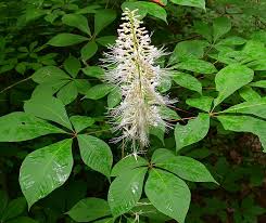 Image result for Hippocratea parviflora