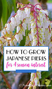 They are followed by flaming red new growth that turns to pink and then green leaves with white trim. Japanese Pieris How To Grow And Care For Japanese Pieris Shrubs Gardening From House To Home