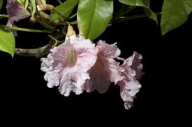 Image result for Rhaptopetalum roseum