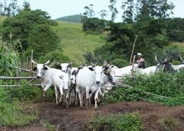 Information reaching our news desk now has it that fulani herdsmen have not only started. Breaking Fresh Crisis Brews In Igangan As Herdsmen Resume Farm Destruction The Biafra Star