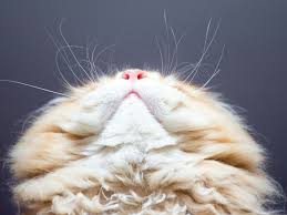 Image result for Lip Exam