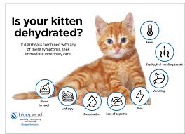 kitten diarrhea should you be worried