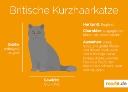 Beim spielen und toben sind bkh katzenbabys meist weniger aggressiv als kleine kater. Britische Kurzhaar Langhaarkatze Rasseportrait Markt De