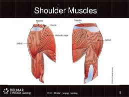 They attach the appendicular skeleton of the upper limb to the axial skeleton of the trunk. Chapter 21 The Shoulder Chapter 21 The Shoulder Ppt Download