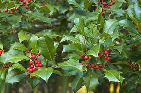 Holly Poisoning In Dogs Symptoms Causes Diagnosis Treatment Recovery Management Cost