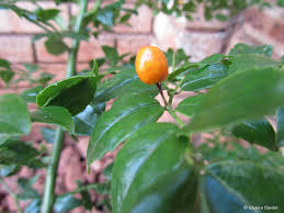 Image result for Cassinopsis ilicifolia