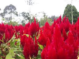 A Beautiful Red Celosia Plumosa Flower At The Big Garden Taman Bunga Nusantara Indonesia