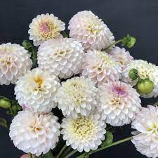 Dahlia Camano Zoe Goldenrod Gardens In 2020 Flower Farmer Dahlia October Wedding