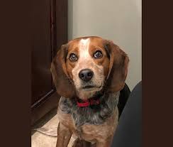 The bluetick coonhound is one of six recognized breeds of coonhound, all of which were developed in the united states. Embark Dog Dna Test Breed