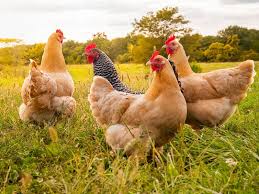 Chickens as pets can be somewhat choosy and will not drink water that is dirty. This Is How To Take Care Of Chickens Pet Price List