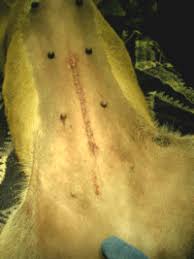 Swelling at a spay site can be due to a variety of reasons, including infection, inflammation. Wound Healing Mar Vista Animal Medical Center