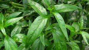 Kandungan duodenum menjadi netral e jawaban: Kolestrol Tinggi Gunakan Daun Sambiloto Dengan Pengolahan Yang Benar Sriwijaya Post