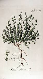 Image result for Salsola rabieana