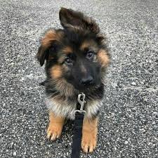 And it's no surprise that many people are wondering how much to feed a german shepherd puppy. The Cutest Pictures Of German Shepherd Puppies Popsugar Pets