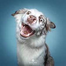 Any picture has to be at least 1080 x. 1 0 8 0 X 1 0 8 0 F U N N Y D O G S Zonealarm Results