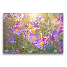 Leinwand Herbst Anemonen Anemone Fruhlingsboten Herbst