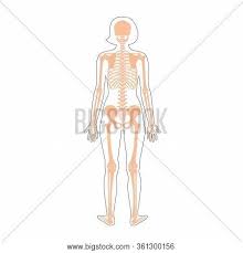 Little bit better this time. Woman Skeleton Vector Photo Free Trial Bigstock