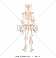 Woman Skeleton Vector Photo Free Trial Bigstock