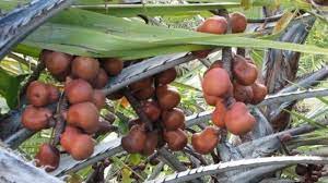 Buah zuriat, jual buah zuriat kota besar indonesia buah zuriat murah, pemesanan hubungi format sms pemesanan buah zuriat. Tahukah Anda Buah Zuriat Kaya Manfaat Bagi Kesehatan Tubuh Baik Untuk Program Hamil Tribun Kaltim
